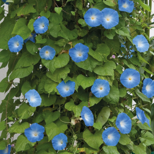 Ipomoea tricolor – Pépinière Jasmin