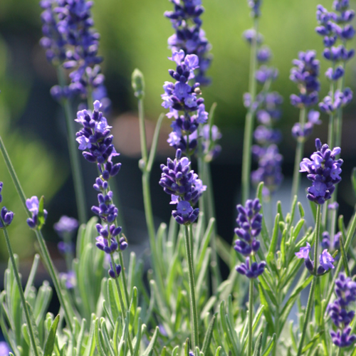 Lavandula angustifolia – Pépinière Jasmin