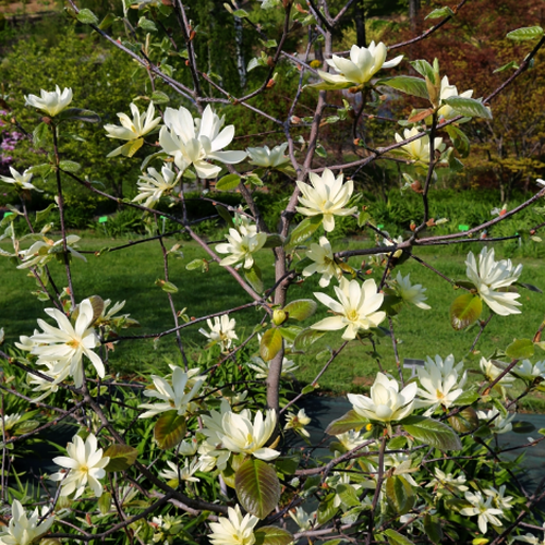 Magnolia x stellata – Pépinière Jasmin