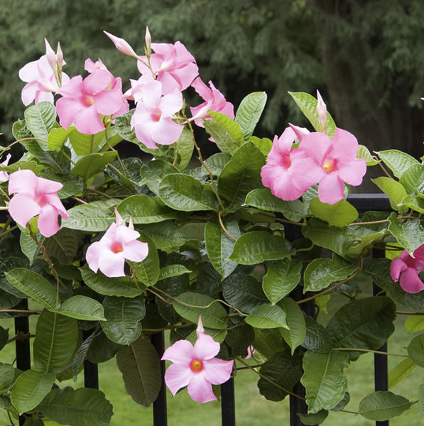 Mandevilla Pépinière Jasmin