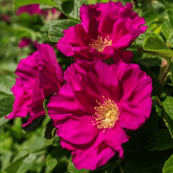 Rosa rugosa – Pépinière Jasmin