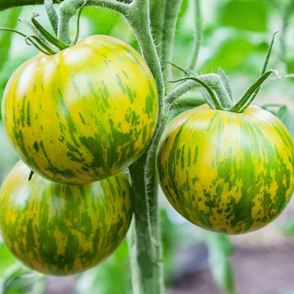 Tomate Green Zebra - LA HUERTA ORGÁNICA SEMILLAS Tomate Green Zebra - LA HUERTA ORGÁNICA SEMILLAS