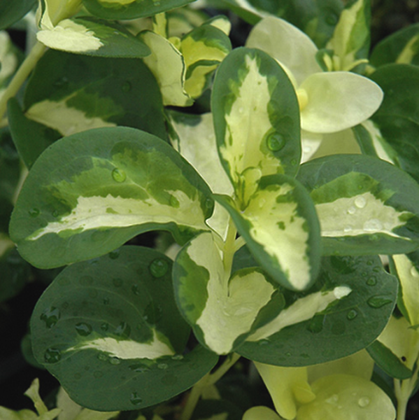 Pot tortue – Pépinière Jasmin