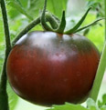 tomate black krim