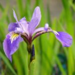 IRIS VERSICOLOR