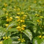 LAMIASTRUM GALEOBDOLON VARIEGATUM