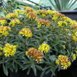 SEDUM KAMTSCHATICUM MIDDENDORFFIANUM