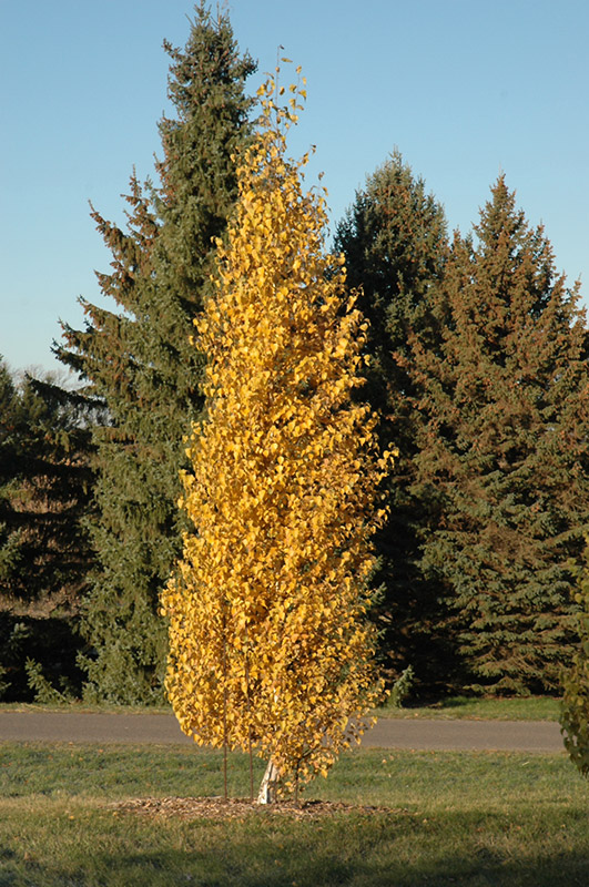 BETULA PLAT. DAKOTA PINNACLE