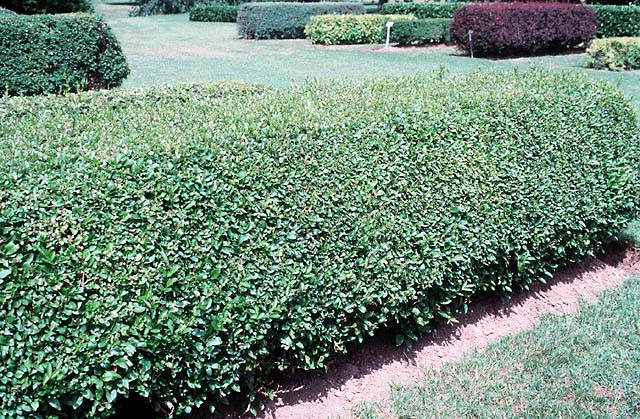 LIGUSTRUM VULG. CHEYENNE