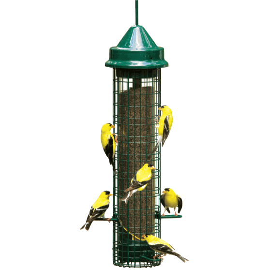 Squirrel buster Finch Mangeoire à chardonneret