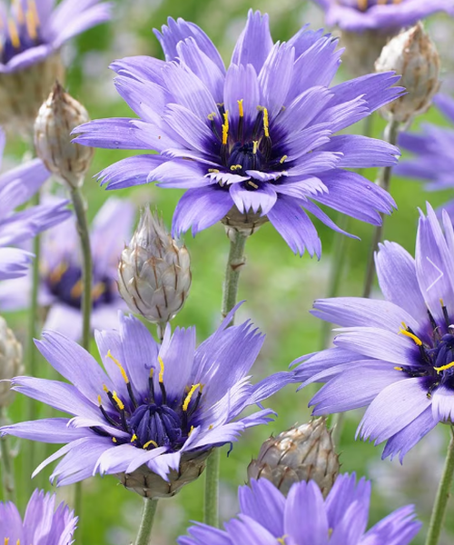 Catananche Caerulea P Pini Re Jasmin