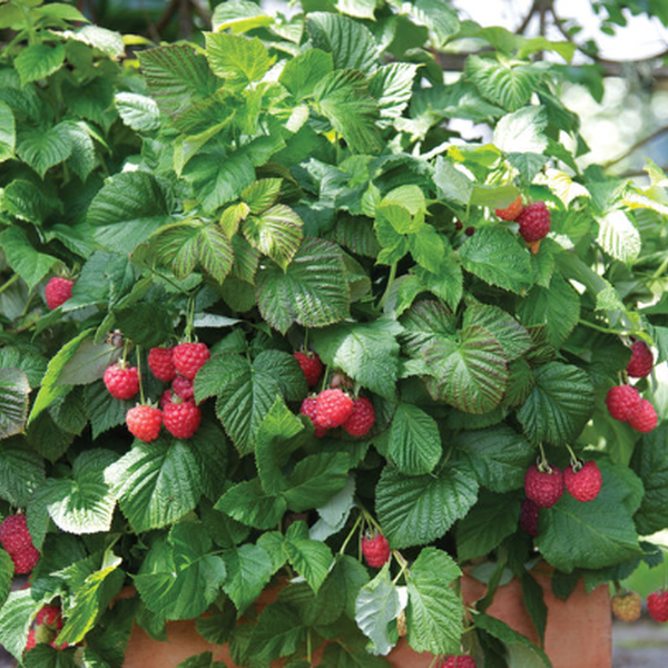 Petits Fruits Framboisier 'Raspberry Shortcake