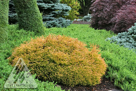 THUJA OCC. GOLDEN TUFFET