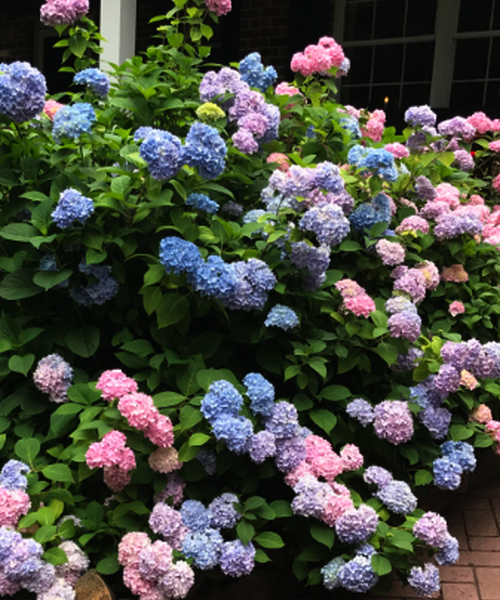 hydrangea-macrophylla-