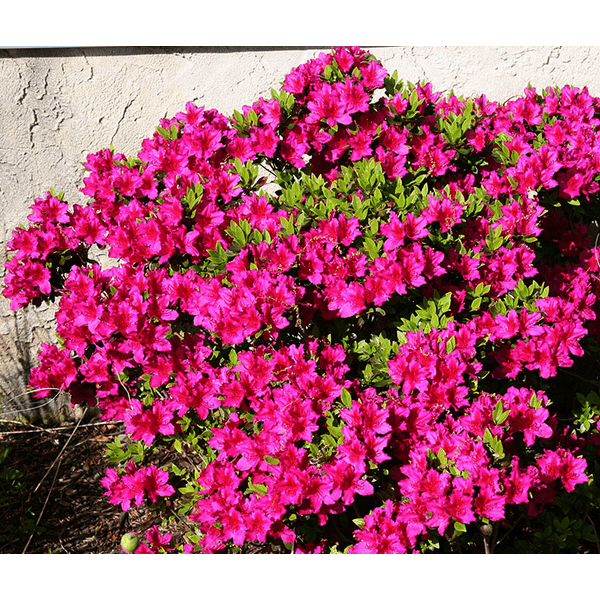 RHODODENDRON PJM CHECKMATE – Jardin Jasmin
