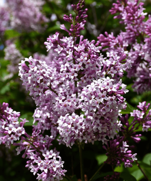 Syringa prestoniae – Pépinière Jasmin