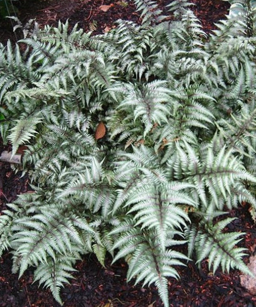 Athyrium niponicum – Pépinière Jasmin
