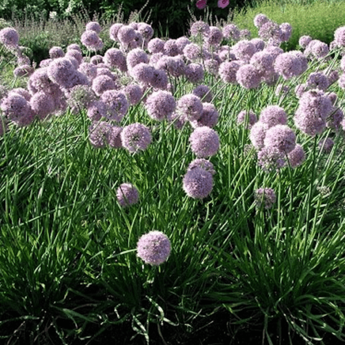 Allium senescens – Pépinière Jasmin