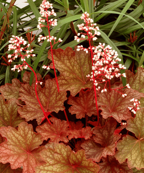 Heuchera Pépinière Jasmin