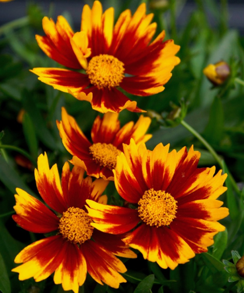 Coreopsis – Pépinière Jasmin