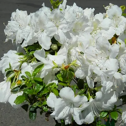 POT TERRE CUITE azalée allemand – Pépinière Jasmin