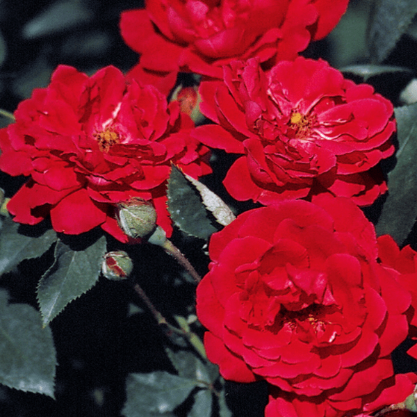 Rosa 'Forever Yours' – Pépinière Jasmin