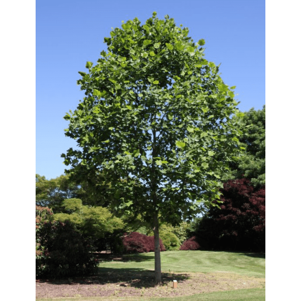 ACER RUBR. ARMSTRONG GOLD Jardin Jasmin