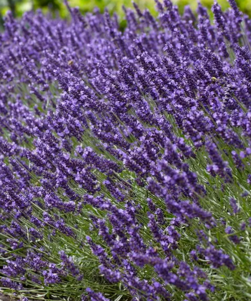 Lavandula angustifolia – Pépinière Jasmin