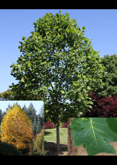 Liriodendron tulipifera Pépinière Jasmin