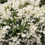 ガーディニア　 　　　　　ジャスミン 　　　　　ネルロ 　　　　　ウィスパー Deutzia x – Pépinière Jasmin