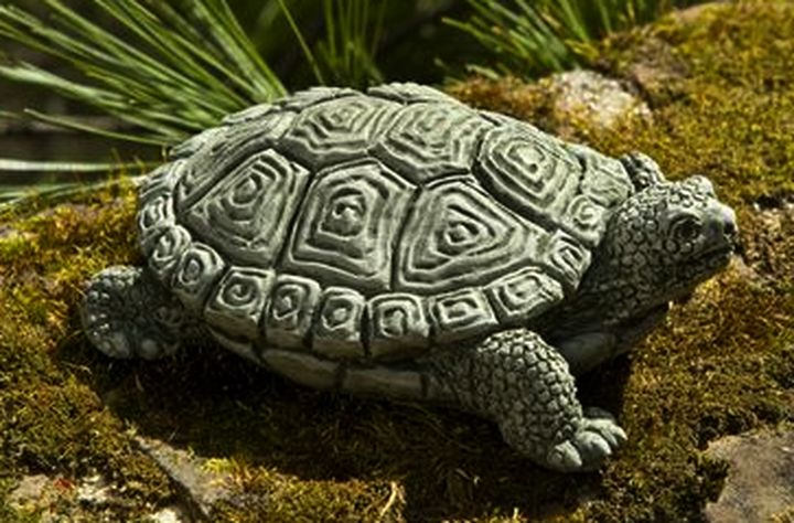tortue de compagnie