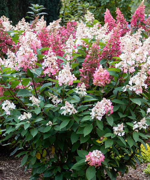 Hydrangea paniculata Pépinière Jasmin