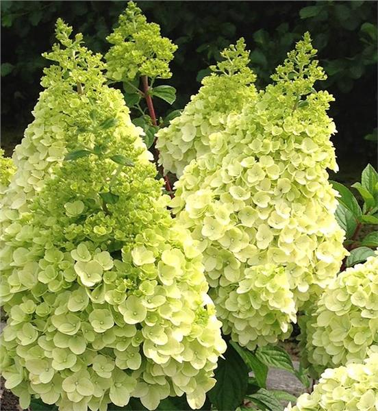 HYDRANGEA PAN. LAVALAMP FLARE Jardin Jasmin