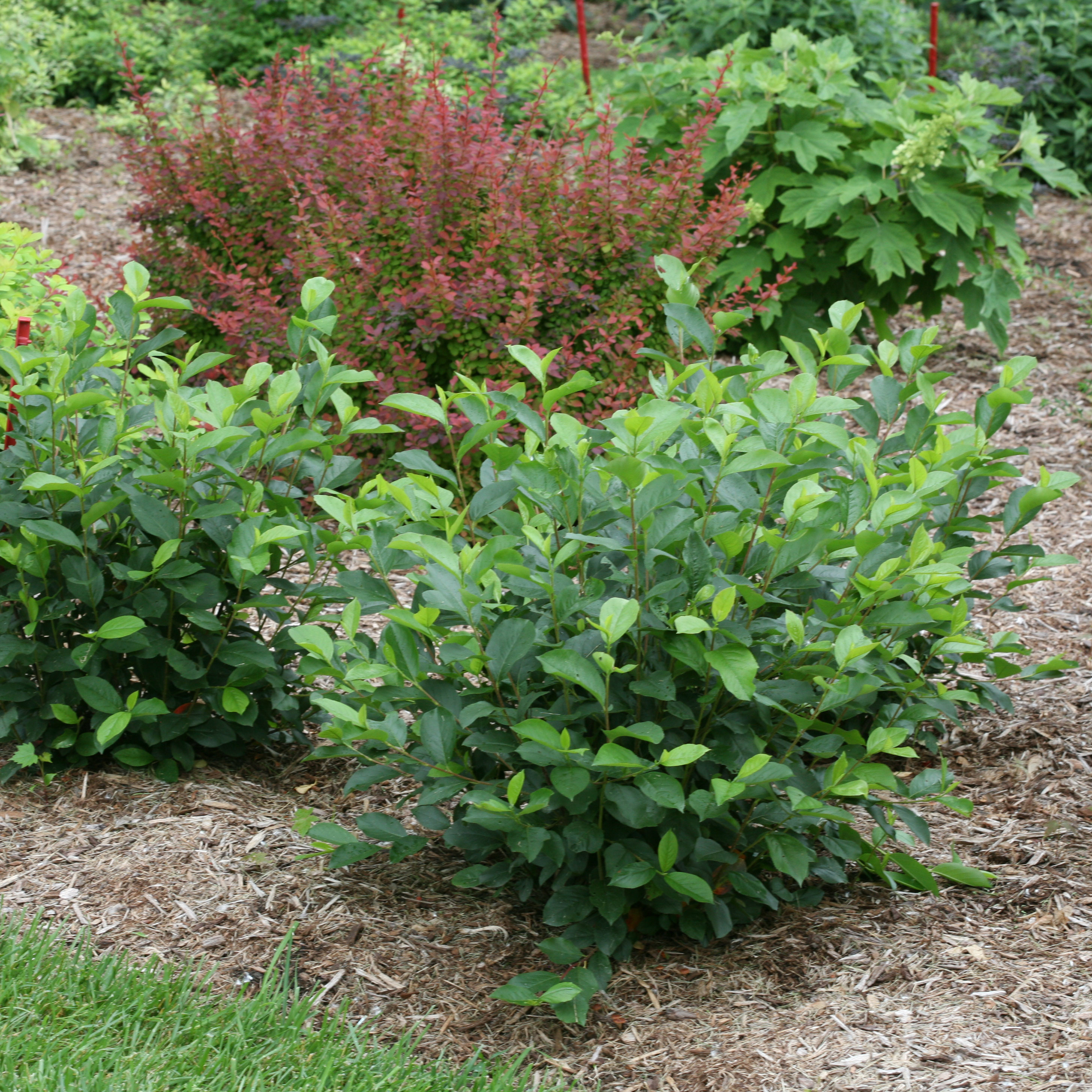 ARONIA MEL.LOW SCAPE HEDGER
