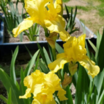 Iris germanica Immortality - Iris des Jardins - Variété bien remontante,  aux fleurs blanc pur à reflets bleutés, ondulées et parfumées.