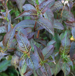 DIERVILLA KODIAK BLACK