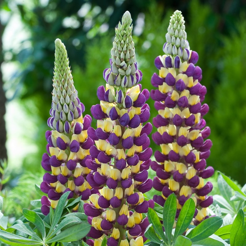 lupine manhattan lights