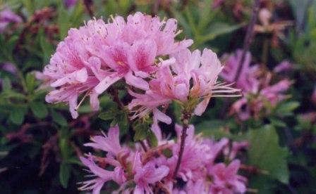 RHODODENDRON WESTERN LIGHTs