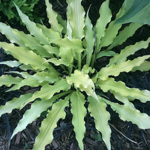 Hosta ‘Sun Mouse’ – Pépinière Jasmin