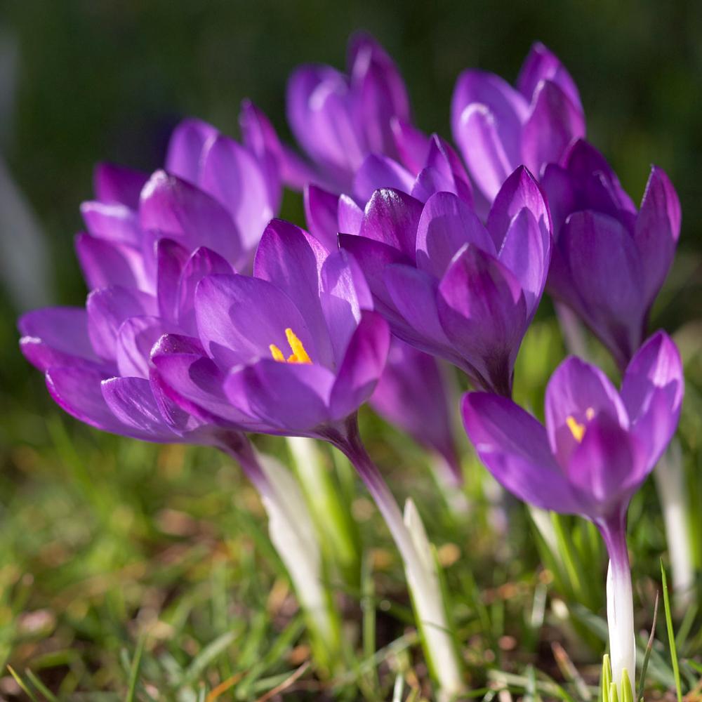 Ruby Giant – Pépinière Jasmin