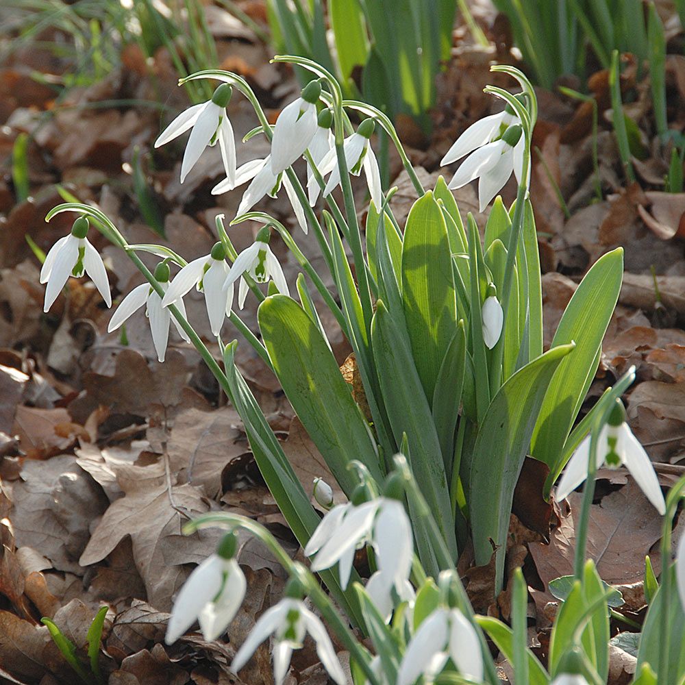 Elwesii – Pépinière Jasmin