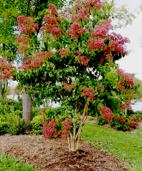 Heptacodium miconioides – Pépinière Jasmin