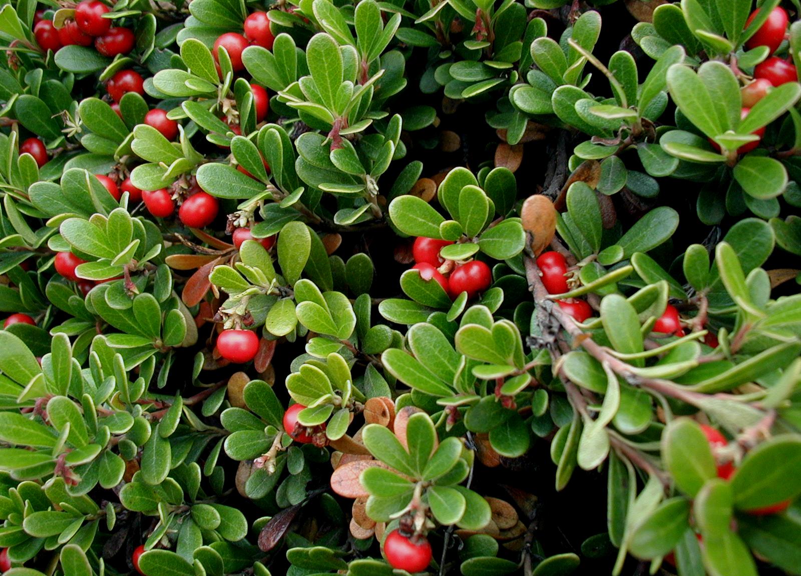ARCTOSTAPHYLLOS UVA-URSI