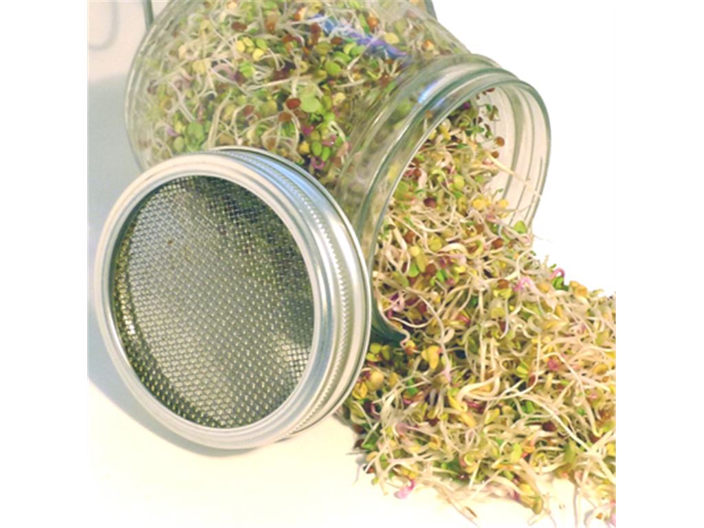 Germoir en verre Bavicchi