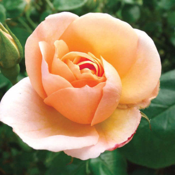 Rosa 'Forever Yours' – Pépinière Jasmin