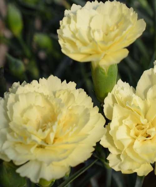Dianthus caryophyllus Odessa Pépinière Jasmin