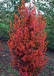 CARPINUS CAROLINIANA FIRESPIRE