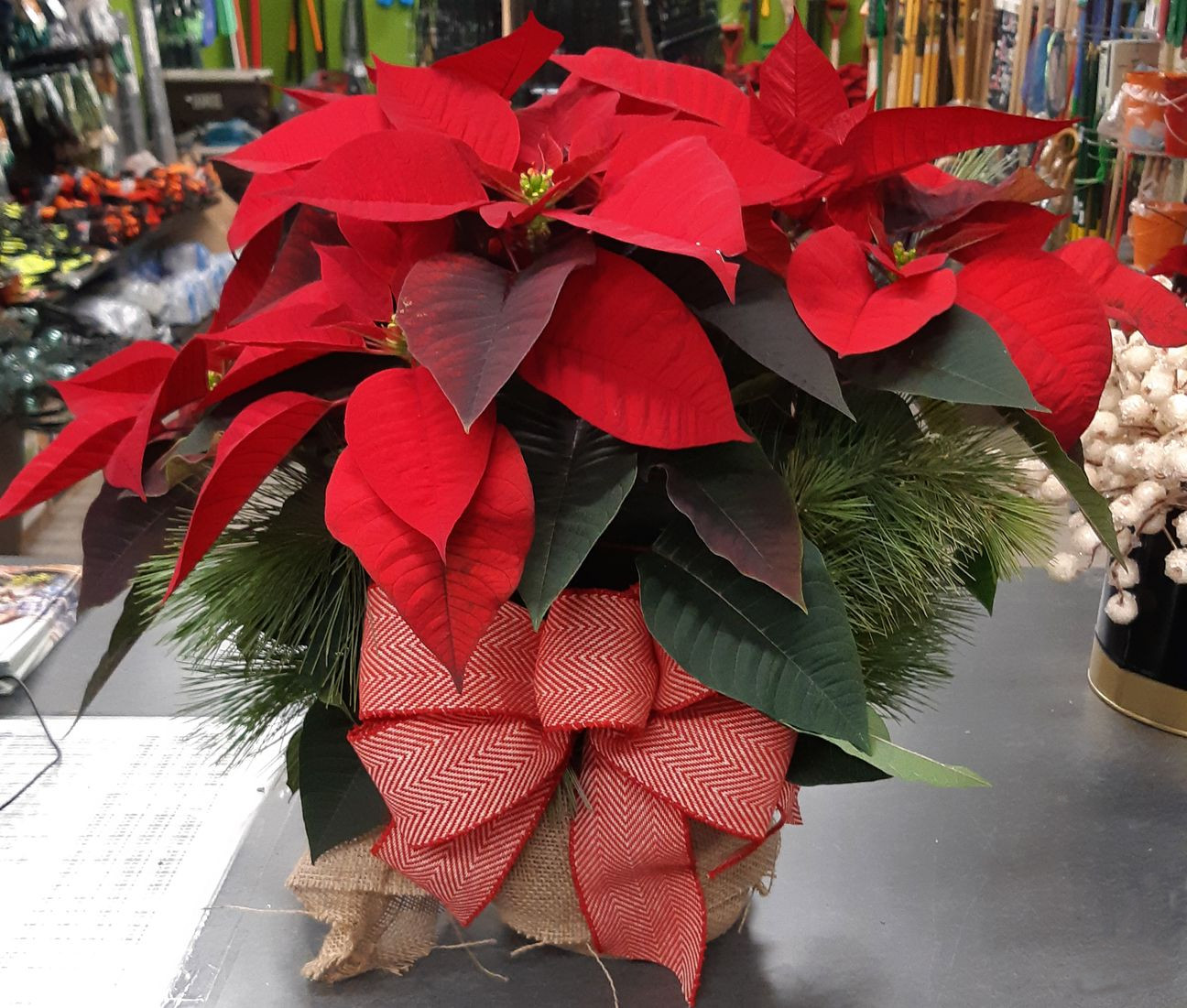 Poinsettia
