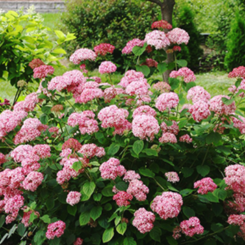 Hydrangea arborescens – Pépinière Jasmin
