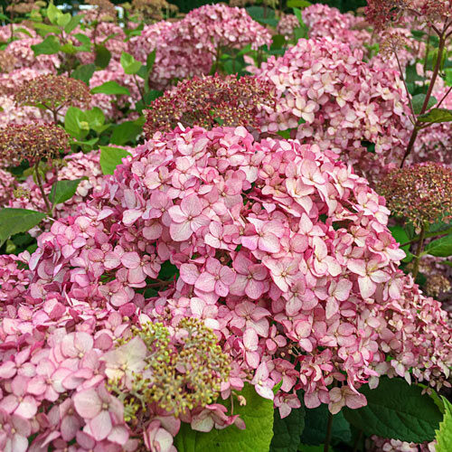 Hydrangea ハイドランジア ベルベリス Frill Ride® – Bloomin' Easy